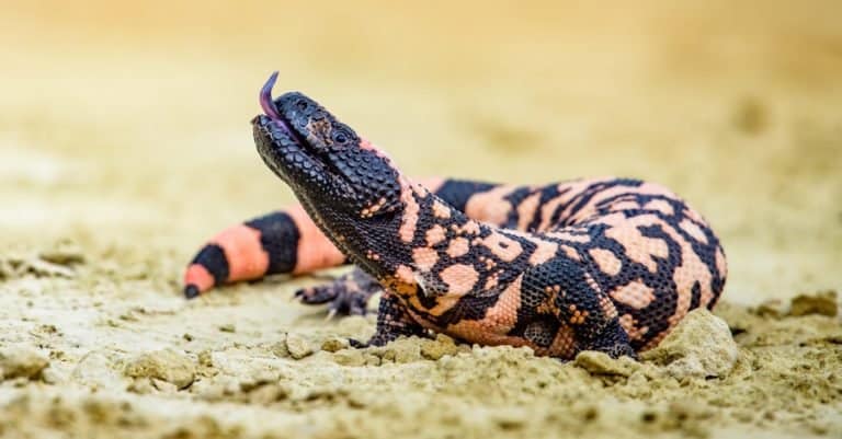 Deadly Gila monster venom: GLP-1 origins